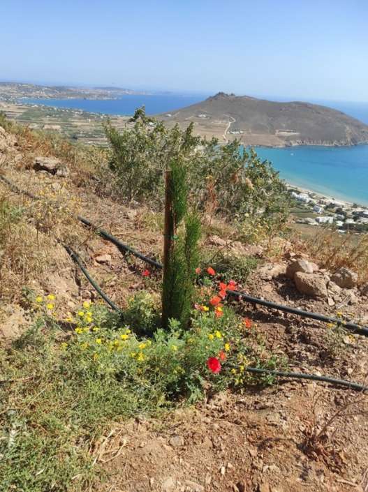 Αναδάσωση λόφου με γρύζω νερό από Βιολογικό Καθαρισμό